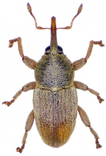 Tychius spinicrus